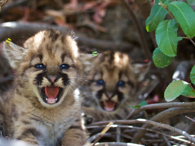 Researchers discovered two litters of mountain lion kittens in the Santa Monica Mountains in June. 