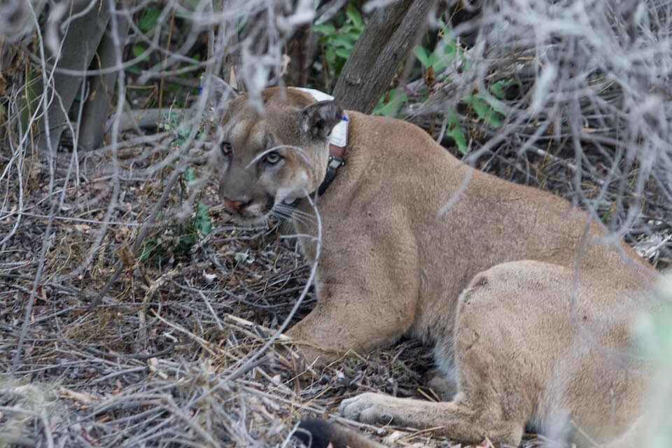 Mountain lion P-12 has fathered eight documented litters of kittens, as of October 2015.