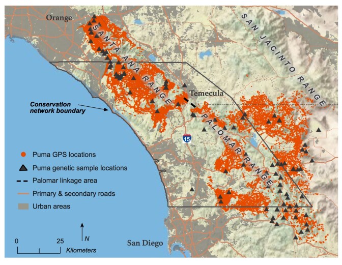 Mountain lion populations are extremely isolated in Southern California due to highways like the 1-15, which cut off genetically distinct populations from each other. 