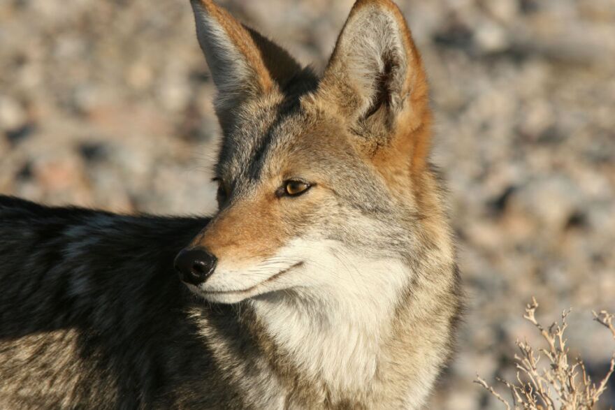 Huntington Beach has fielded lots of people's complaints about coyotes in residential areas. Officials there are voting on whether the town is big enough for both species.
