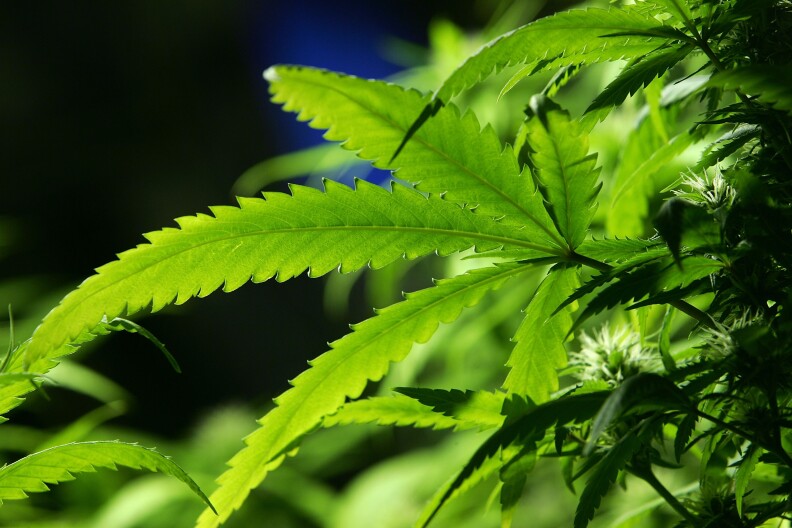 File: A cannabis plant grows in the Amsterdam Cannabis College, a non profit charitable organization that gives information on cannabis and hemp use on Feb. 7, 2007 in Amsterdam, Netherlands.