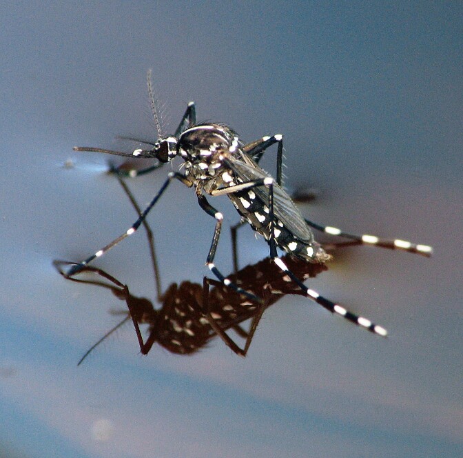 In Orange County, mosquitoes have been breeding "at an alarming rate and volume throughout the winter months," says Jared Dever, with the county Mosquito and Vector Control District.
