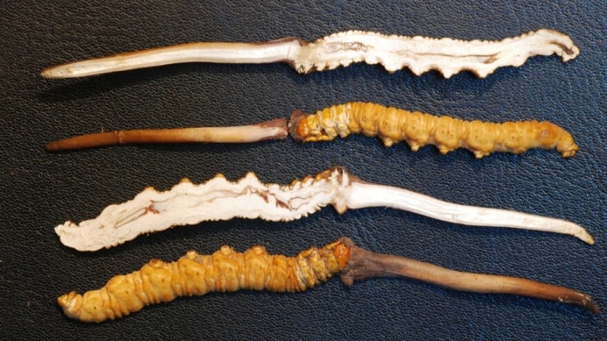 <p>Yartsa gunbu (<em>Cordyceps Sinensis</em>) sliced in half. </p>