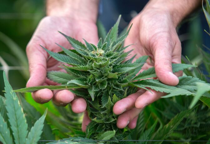 An Israeli agricultural engineer inspects marijuana plants at the BOL (Breath Of Life) Pharma greenhouse in the country's second-largest medical cannabis plantation, near Kfar Pines in northern Israel, on March 9, 2016.
The recreational use of cannabis is illegal in the Jewish state, but for the past 10 years its therapeutic use has not only been permitted but also encouraged. Last year, doctors prescribed the herb to about 25,000 patients suffering from cancer, epilepsy, post-traumatic stress and degenerative diseases. The purpose is not to cure them but to alleviate their symptoms. Forbidden to export its cannabis plants, Israel is concentrating instead on marketing its agronomic, medical and technological expertise in the hope of becoming a world hub in the field.
 / AFP / JACK GUEZ        (Photo credit should read JACK GUEZ/AFP/Getty Images)