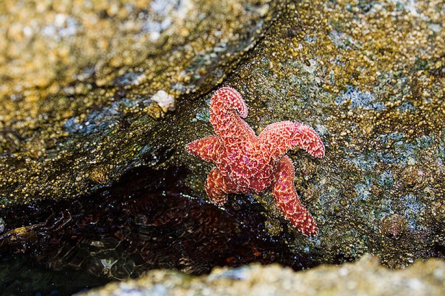 starfish.jpg