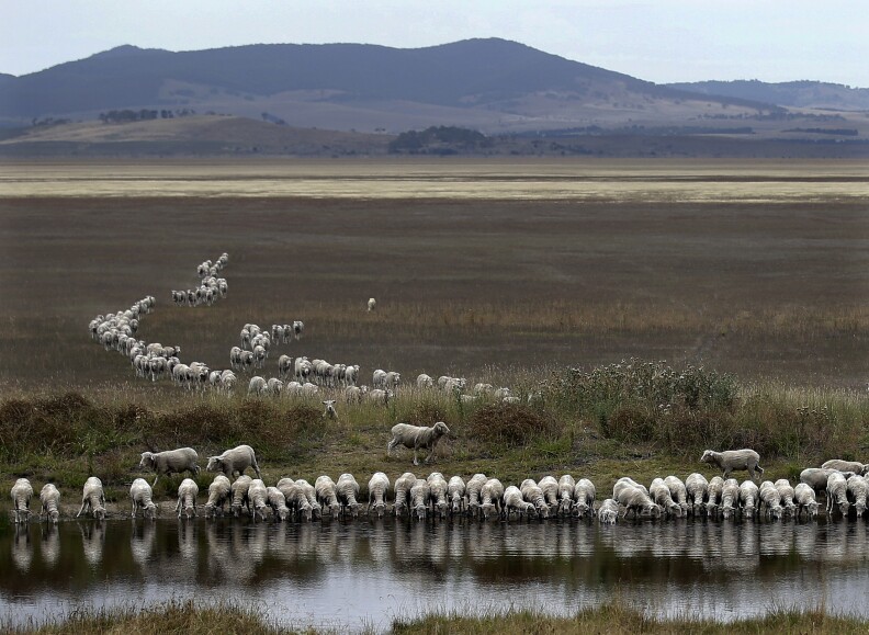 A flock of sheep drink from a dam at the edge of the dried-up Lake George, about 250 kilometers (155 miles) southwest of Sydney, Australia, on Tuesday, March 3, 2015. Australia's outback and surrounding regions are a vast, arid and semi-arid area that are perpetually on the verge of, or in the midst of, a drought. Farmers must constantly explore different ways of keeping their livestock hydrated, crops watered and themselves alive by making use of dams, storage tanks and artesian wells. (AP Photo/Rob Griffith)