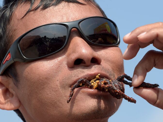 A Cambodian man eats a fried tarantula at Skun town in Kampong Cham province on March 14, 2018. These garlic-fried spiders are a coveted treat in Cambodia, where the only fear is that they may soon vanish due to deforestation and unchecked hunting.