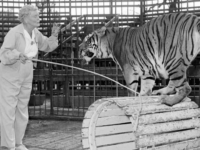 Mabel Stark working with one of the tigers in her show.