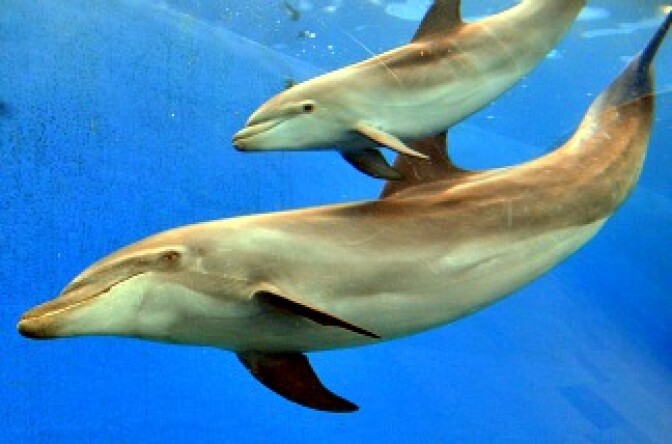 A baby bottle nose dolphin, born last month, swims close to his mother at the Hakkeijima Sea Paradise aquarium in Yokohama, suburban Tokyo on June 7, 2011.