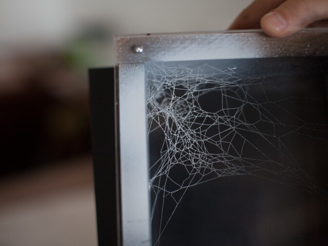 A spiderweb that will be used in an exhibit at The Natural History Museum in Los Angeles.