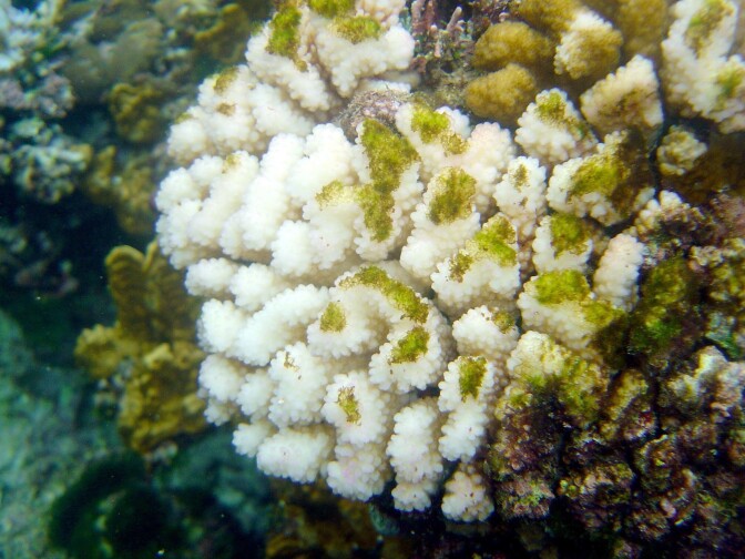 Repeated bleaching threatens to kill the majority of coral species by the end of the century if climate emissions aren't reduced, according to new research.