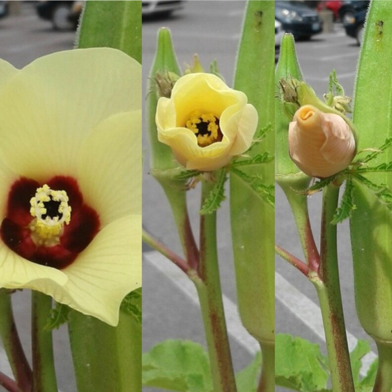 Okra flower slowly begins to close its petals during the eclipse.