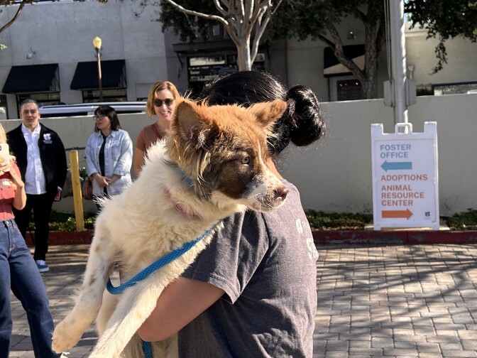 A white and brown dog is being carried by a woman, with the dogs head looking over her shoulder past the camera. A white sign can be seen in the background that reads "Foster office" in blue and "Adoptions Animal Resource Center" in orange.