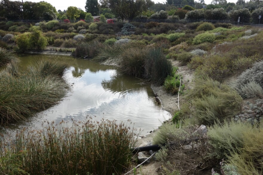 Dominguez Gap Wetlands body of water surrounded by green plant life