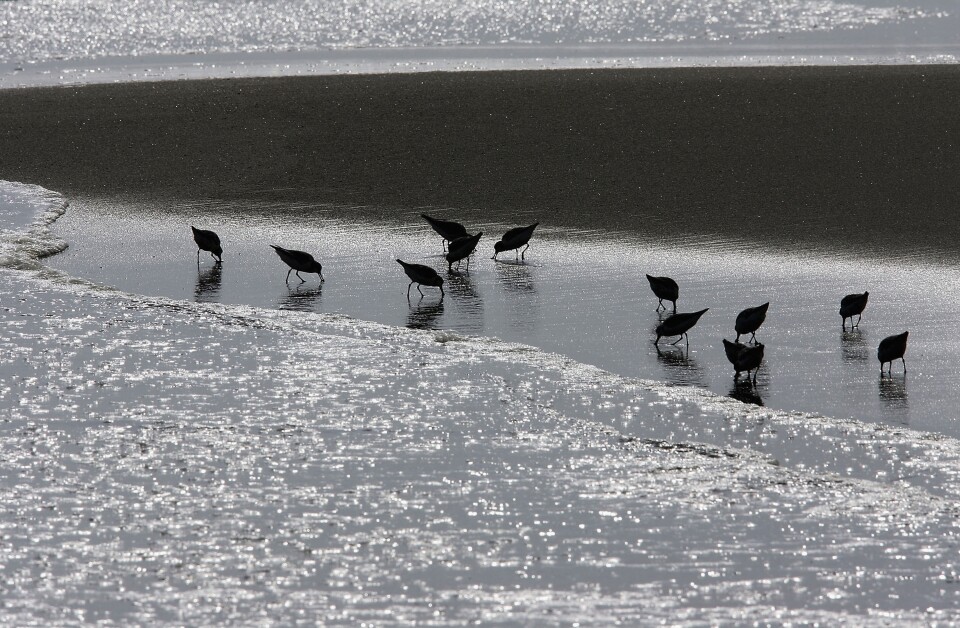 MALIBU, CA - APRIL 18:  Snowy plovers hunt for food along Carbon Beach, a public beach that was gotten to through a recently opened public accessway next to music producer David Geffen's beach house, on April 18, 2005 in Malibu, California. The gate was found re-locked later that afternoon. By opening the gate, Geffen would be fulfilling a 22-year-old legal promise to open a public pathway across his property in exchange for permits from the Coastal Commission to begin building his Cape Cod-style compound across multiple lots on Carbon Beach. In giving up the gate key, the music mogul also stops daily fines of $1,000 a day from accumulating.  (Photo by David McNew/Getty Images)