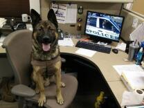 San Jacinto Police K-9 Sultan was shot and killed on Wednesday, Jan. 21, 2015, while assisting with the search of what police say was a wanted felon at a residence in Hemet.