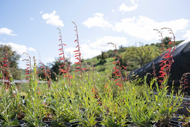 Green plants with red flowers sprout up from the ground towards a blue, partly cloudy sky.