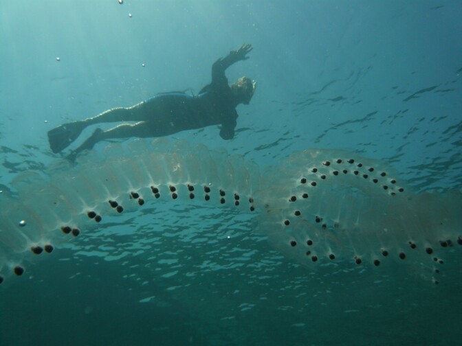 A colony of individuals of an independent species called salp, many times more developed than jellyfish and more closely related to vertebrates.