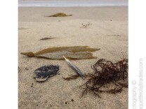 This photo was taken on San Clemente State Beach, and posted to Instagram by user @rafphotography.