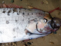 A 15-feet-long oarfish was found on the shore of Sandy Beach on Catalina Island Monday. 