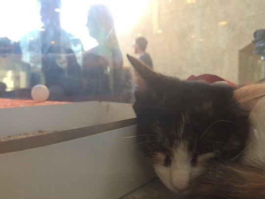 A kitten slumbers in the window of the Catfé. All cats come from the Best Friends Animal Society.