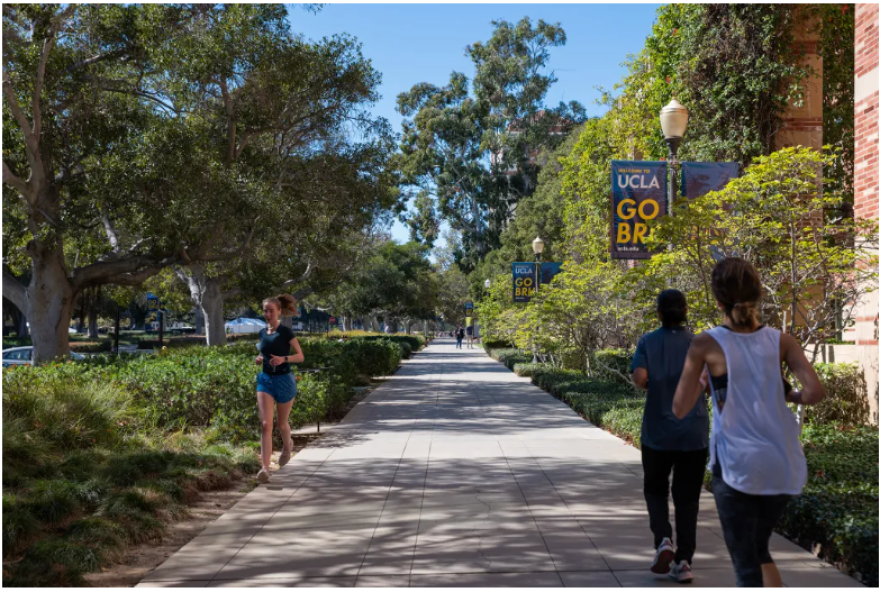 A concrete walkway flanked by low bushes and greenery on the campus of UCLA. 3 people are jogging along the pathway. Two lightpoles have banners hanging off them that read "UCLA Go Bruins."