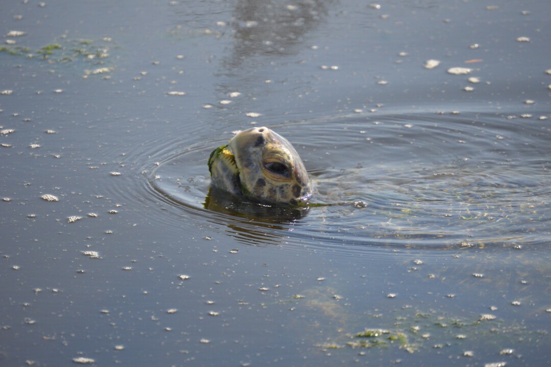A turtle pokes its head above water with algae on its mouth.