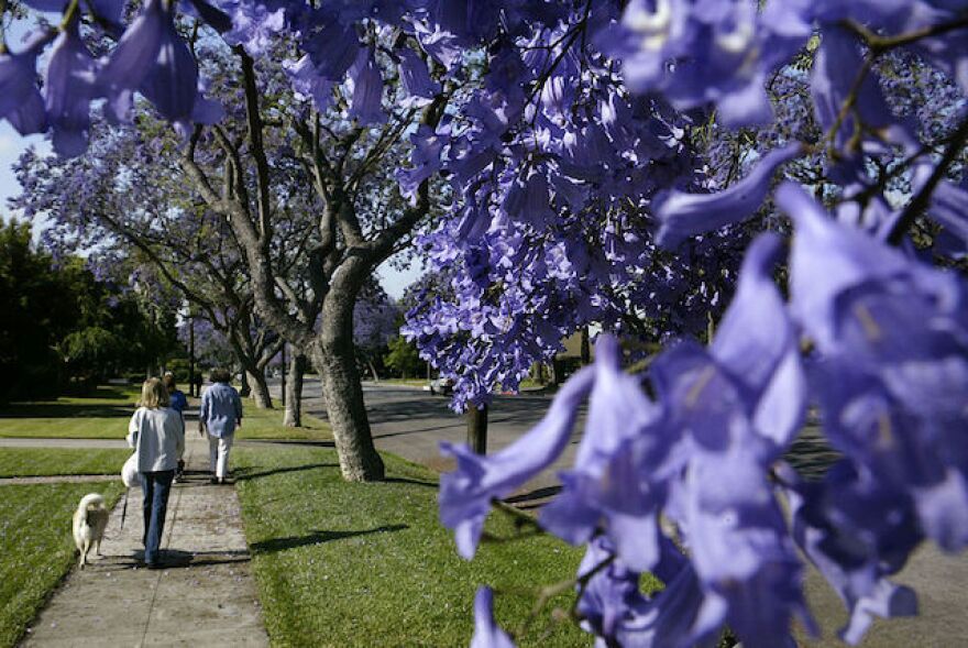 Pedestrians and a dog walker stroll a street in South Pasadena that is lined by Jacaranda trees in full bloom.