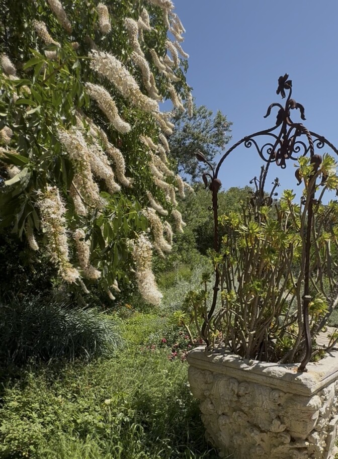 A photo of the pinkish white blooms of the California buckeye. A rock and masonry wishing well stands next to the tree, with vegetation growing out of it. 