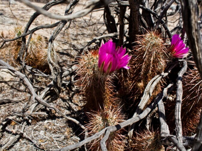Flowers in bloom at Joshua Tree National Park. Photo submitted by user Nillie De Grakovac. 