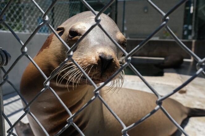 A sea lion looking through a chain link fence.