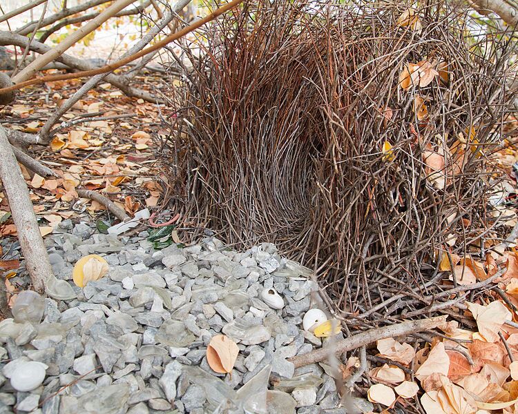 Nest of the Bowerbird.