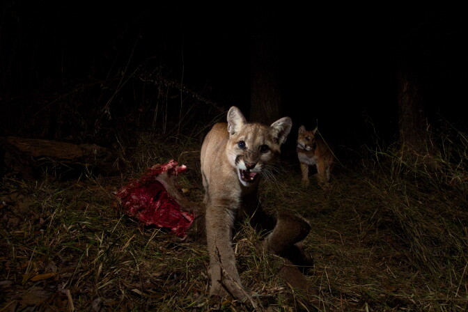 A remotely triggered camera captured this image of P-13 and her cubs on a kill. They are among more than 30 mountain lions the National Park Service has studied in and around the Santa Monica Mountains since 2002. Courtesy of National Park Service.