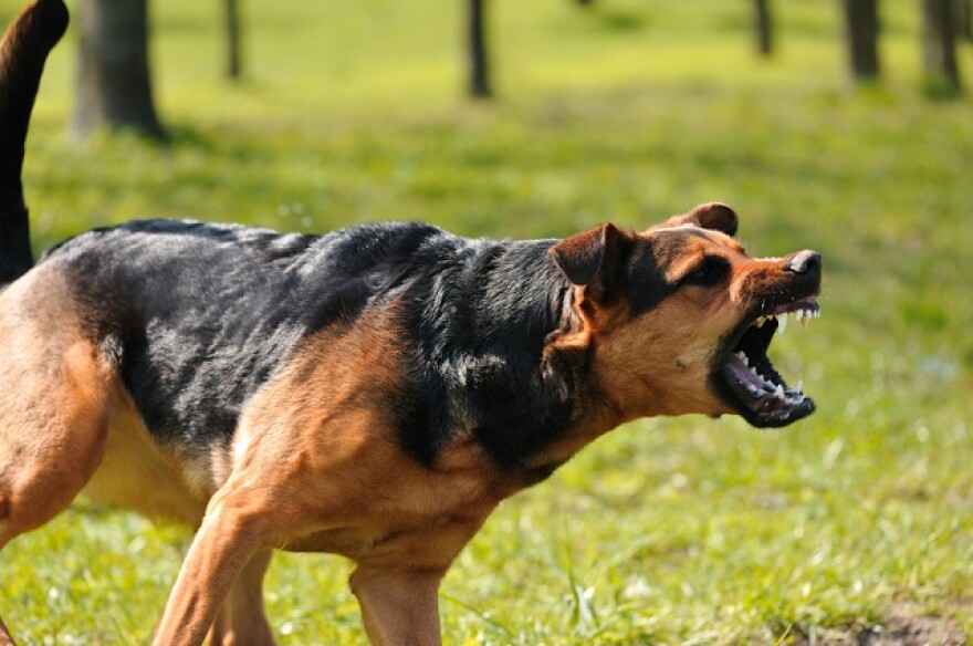 dog_barking.jpg