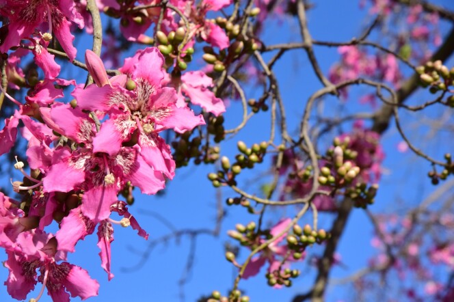 Pink flowers in bloom on the branches of a tree.