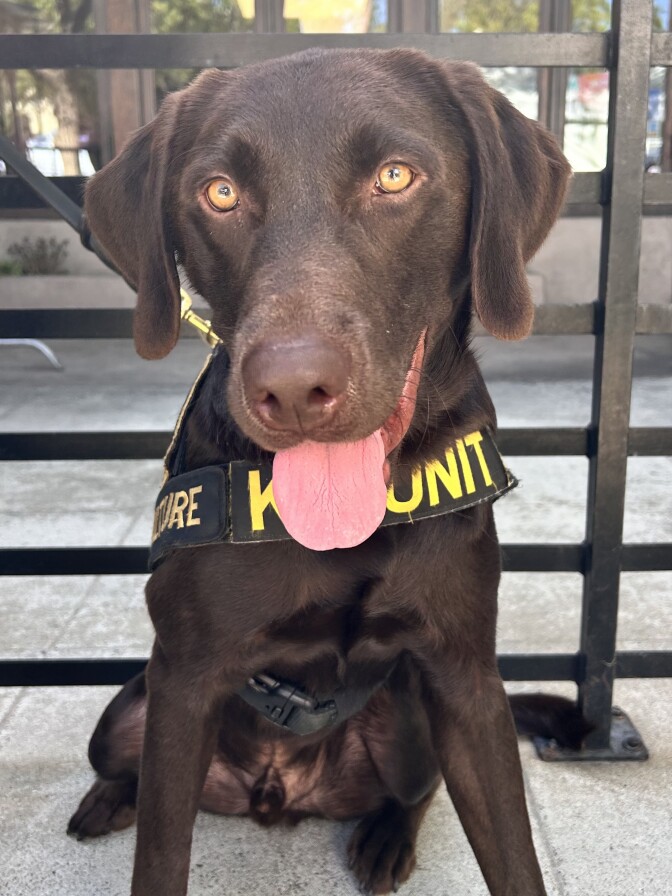 A brown dog, believed to be a labrador, is sitting on the pavement with his tongue sticking out. He's also wearing a black working vest that says "K-9 UNIT" in yellow on the front.