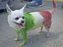 A chihuahua, painted in the national colors of Mexico, poses during the Running of the Chihuahuas in Washington, DC on May 3, 2015. The annual event marks Cinco de Mayo, which is celebrated on May 5th.