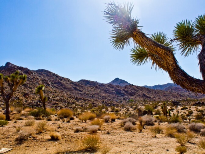 The sun shines on Joshua Tree National Park. Photo submitted by Nillie De Grakovac. 