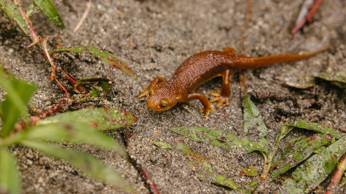 It's Newt Season In SoCal. Here's How To Responsibly Enjoy The Little Amphibians In The Wild - Vimarsana News