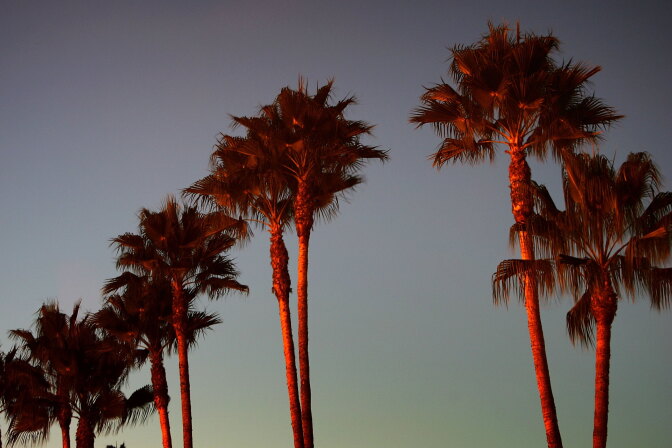 LOS ANGELES, CA - OCTOBER 18:  Canary Island palms tower above Melrose Avenue at night after the sun set on the popular 20th Century symbols of southern California which are fading into history because of a fatal fungus, old age, and city plans to replace them with other trees on October 18, 2006 in Los Angeles, California. Originally imported by 18th century Spanish missionaries, the majestic Canary Island palms grow as high as a 12-story building but are threatened by an always-fatal fungus that is killing them at an alarming rate. 42% have been infected so far. Standing up to the fungus are the native California fan palms, endemic to southern California?s inland deserts, and the Mexican fan palm but all the populations are nearing the ends of their natural lives, having been planted mostly in the early 1900?s. City planners, led by Los Angeles Mayor Antonio Villaraigosa, intend to plant one millions trees to improve air quality but no palms, having fewer leaves to offset the effects of air pollution than other native varieties. Experts predict that Los Angeles will look very differently in coming decades as oaks and sycamores replace most the iconic palms loved by both tourists and residents.  (Photo by David McNew/Getty Images)