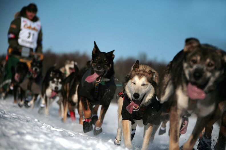 Fouritime Iditarod Champion and 2006 winner Jeff King mushes his sled dog team over frozen Willow Lake as Iditarod XXXV official begins 04 March 2007 in Willow, Alaska.      