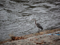 A bird lands near the banks of the LA River just after a morning of rainfall on November 21.