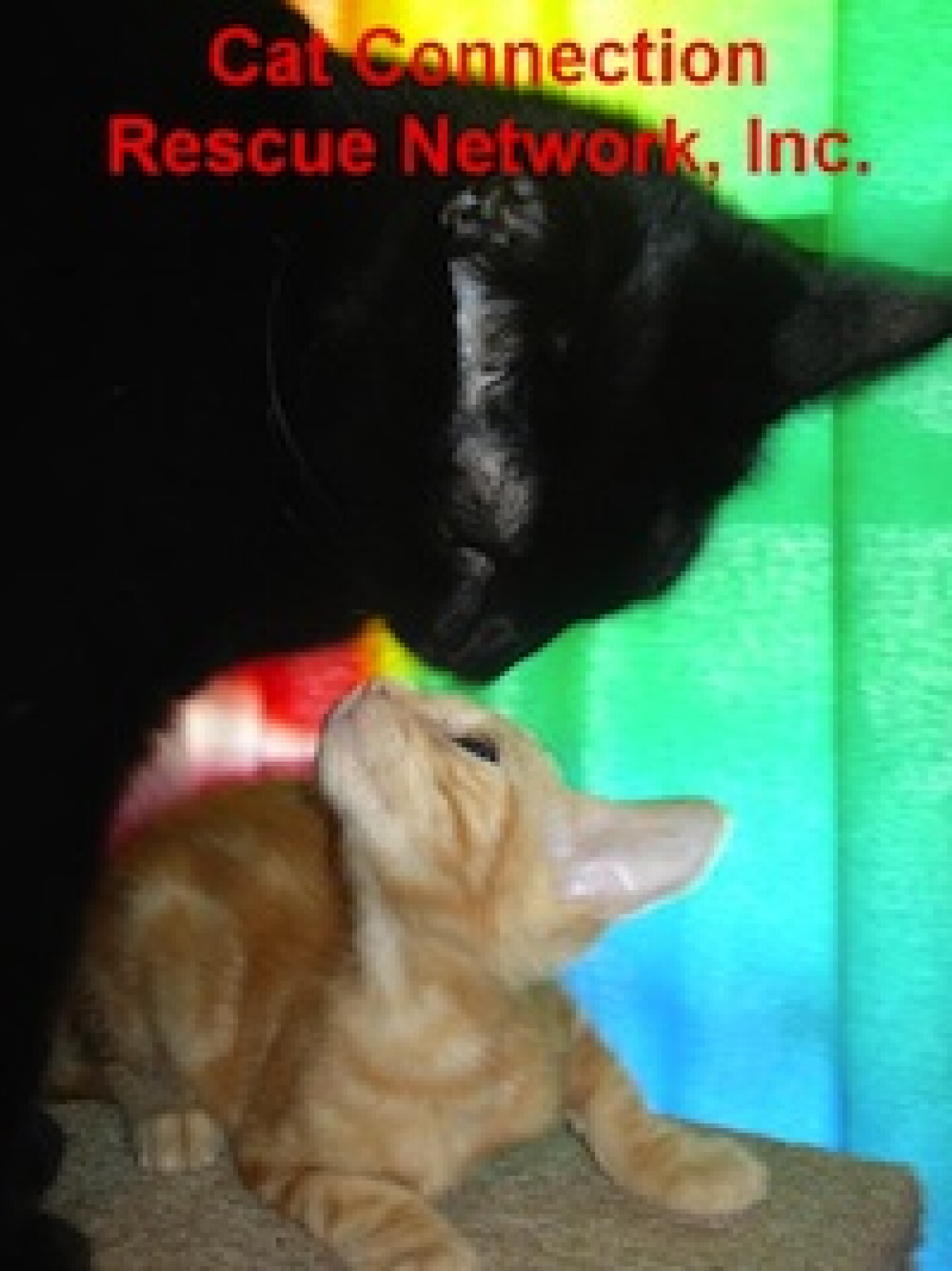 cat-connection-site.jpg