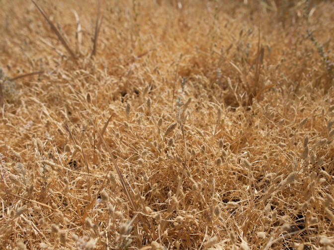 Swamp Timothy, seen here in its dormant state,  is a major food source for birds that visit the Kern Wildlife Refuge, and the dried wetlands are periodically irrigated to encourage its growth. 