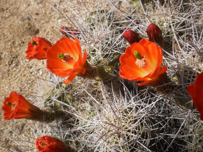 Marie MacLean submitted this photo of flowers in bloom at Joshua Tree National Park after visiting for the first time in April 2013. 