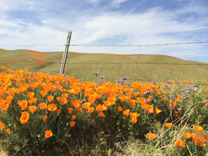 Antelope Valley California Poppy Reserve