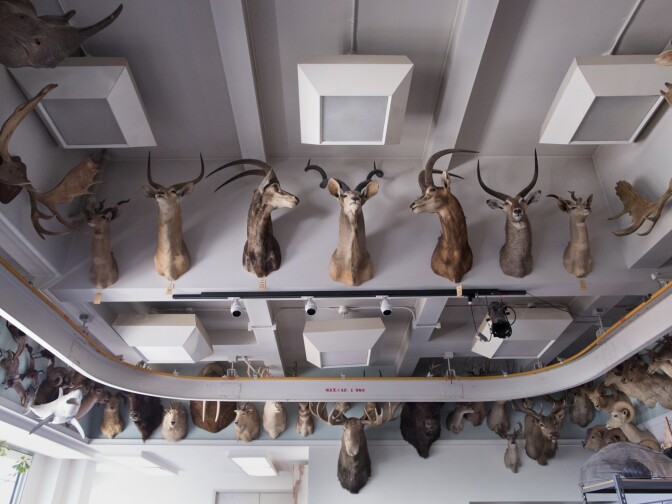 The office space for the exhibits crew is lined with donated game heads from museum patrons.