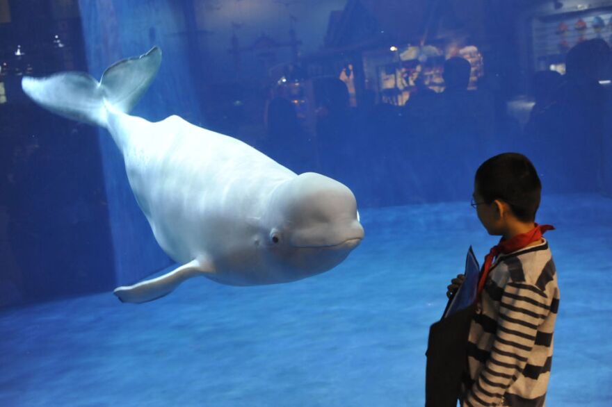 A visitor admires a beluga or white whale, the latest attraction at the Beijing aquarium on September 20, 2011. Beijing is expecting a surge of tourist arrivals during the upcoming national day holidays.  