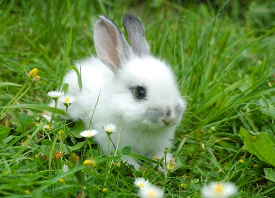 white_rabbit_grass.jpg