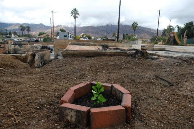 A small plant sprouts on a dirt lot. It is encircled by several bricks. 